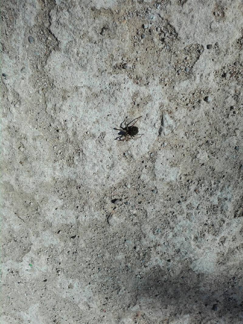 ID  22281     Richiesta ID per csmonlife:  Hogna radiata - Palermo
